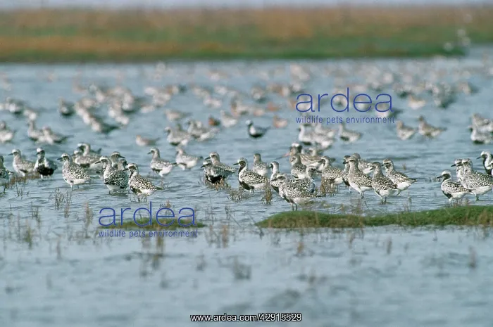 : Grey Plover - flock : Grey Plover - flock