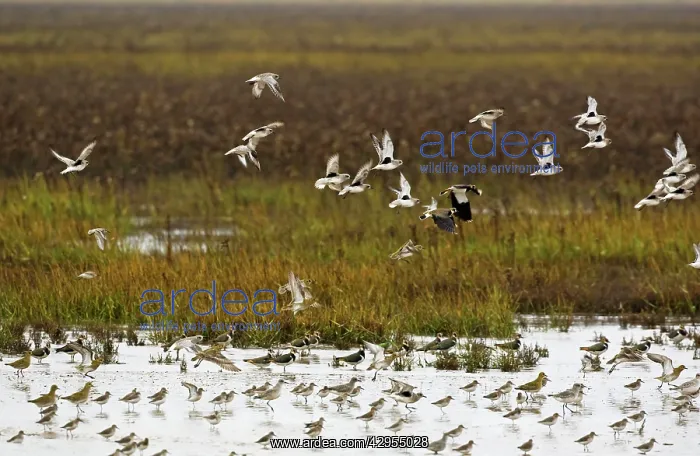 : Grey Plover - flying over salt marsh Grey Plover : Grey Plover - flying over salt marsh Grey Plover