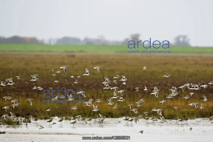 : Grey Plover - flying over salt marsh showing black : Grey Plover - flying over salt marsh showing black
