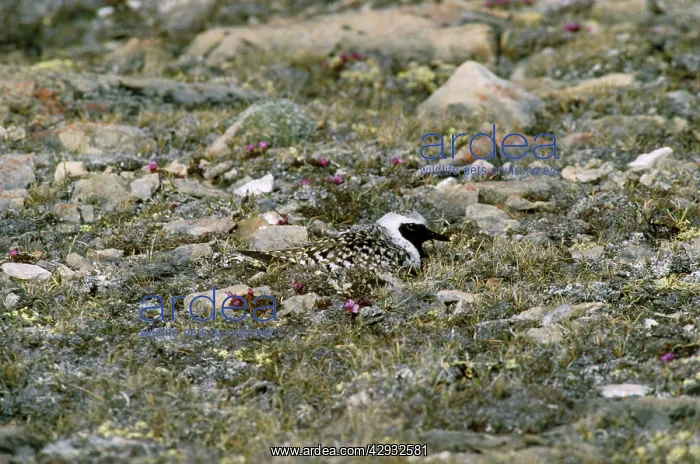: Grey Plover - male on nest incubating eggs : Grey Plover - male on nest incubating eggs