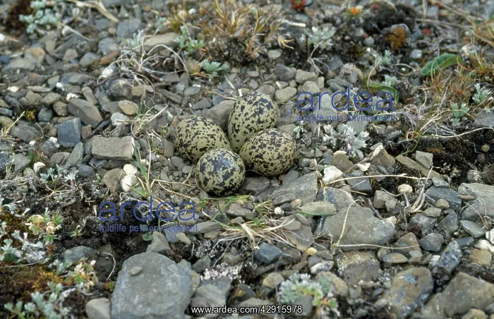 : Grey Plover - nest & eggs : Grey Plover - nest & eggs