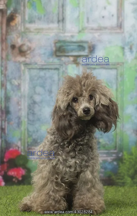  : Grey Poodle dog outdoors