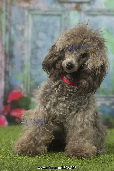  : Grey Poodle dog outdoors