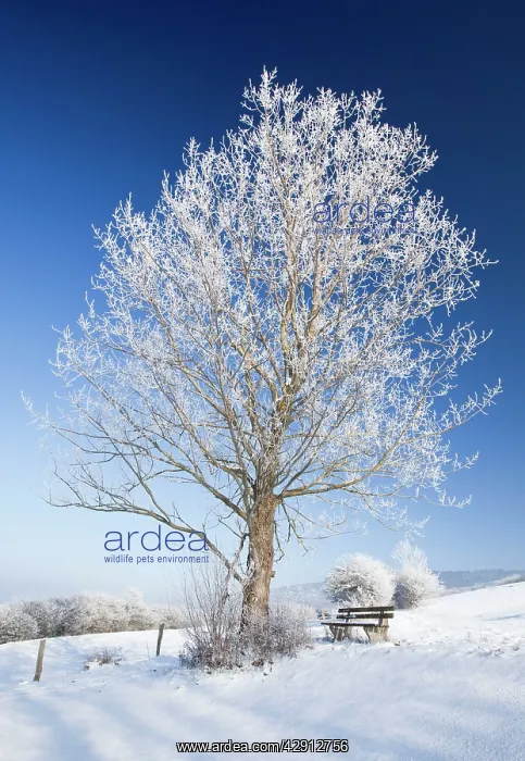 : Grey Poplar Tree - covered in frost : Grey Poplar Tree - covered in frost