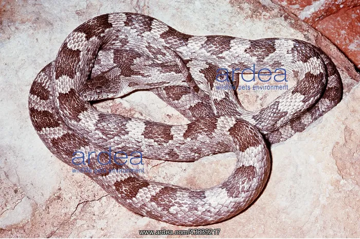 : GREY RAT SNAKE - COILED : GREY RAT SNAKE - COILED