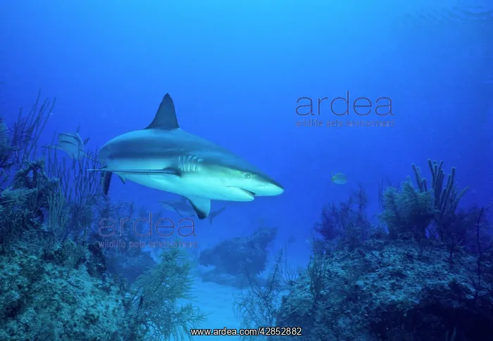 : Grey Reef Shark : Grey Reef Shark