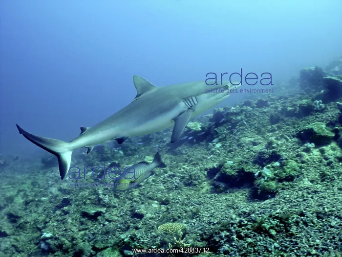 : Grey Reef shark : Grey Reef shark