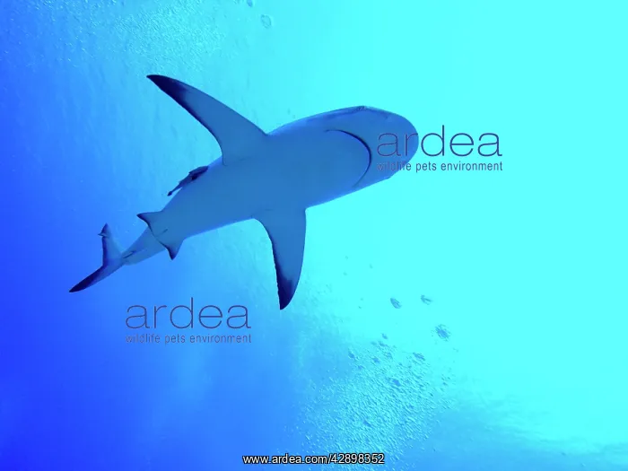 : Grey Reef SHARK : Grey Reef SHARK