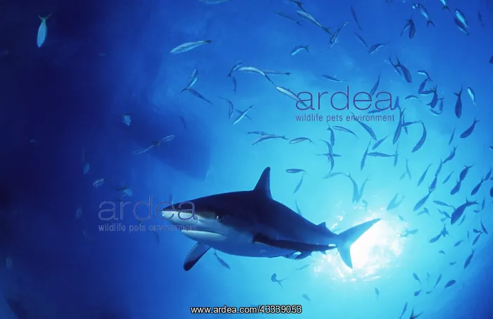 : Grey Reef Shark : Grey Reef Shark