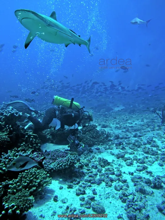 : Grey Reef shark - This is one of two actual shots : Grey Reef shark - This is one of two actual shots