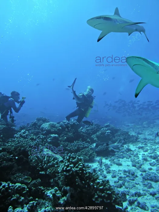 : Grey Reef Shark - This is one of two actual shots : Grey Reef Shark - This is one of two actual shots