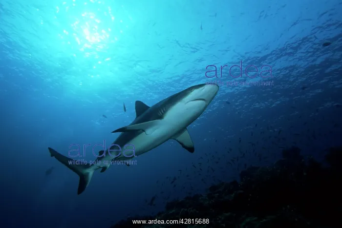 : Grey reef shark, Carcharhinus amblyrhynchos, Witu island, We : Grey reef shark, Carcharhinus amblyrhynchos, Witu island, We