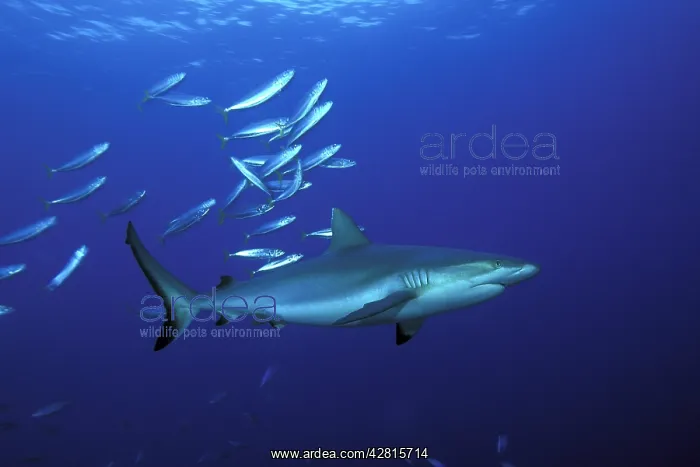 : Grey reef shark, Carcharhinus amblyrhynchos, Witu island, We : Grey reef shark, Carcharhinus amblyrhynchos, Witu island, We