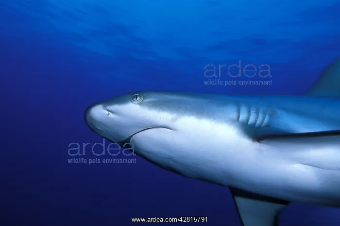 : Grey reef shark, Carcharhinus amblyrhynchos, Witu island, We : Grey reef shark, Carcharhinus amblyrhynchos, Witu island, We