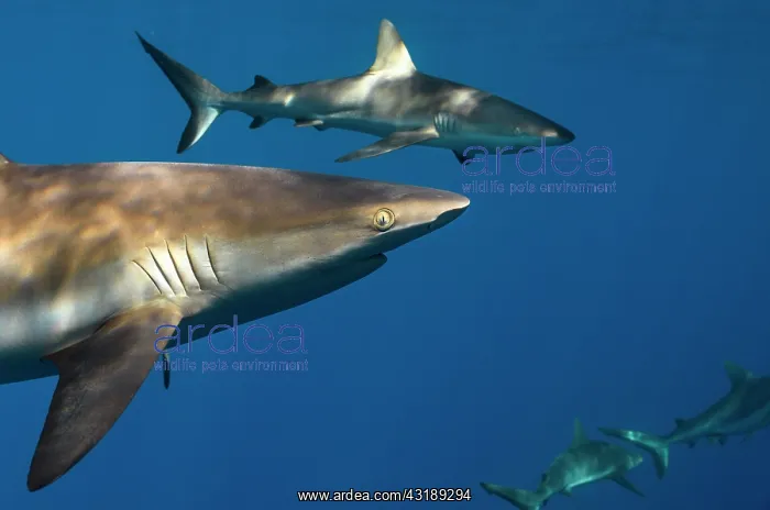 : Grey reef shark (Carcharhinus amblyrhynchos), Tahiti : Grey reef shark (Carcharhinus amblyrhynchos), Tahiti