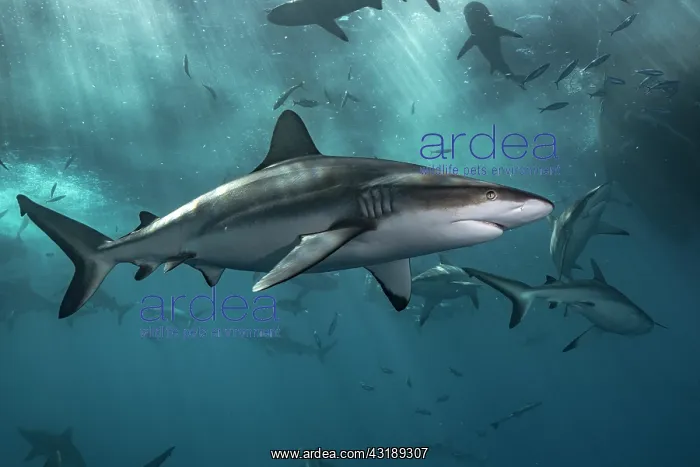 : Grey reef shark (Carcharhinus amblyrhynchos) below : Grey reef shark (Carcharhinus amblyrhynchos) below