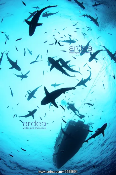 : Grey reef shark (Carcharhinus amblyrhynchos) in : Grey reef shark (Carcharhinus amblyrhynchos) in