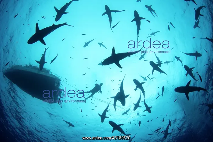 : Grey reef shark (Carcharhinus amblyrhynchos) in : Grey reef shark (Carcharhinus amblyrhynchos) in