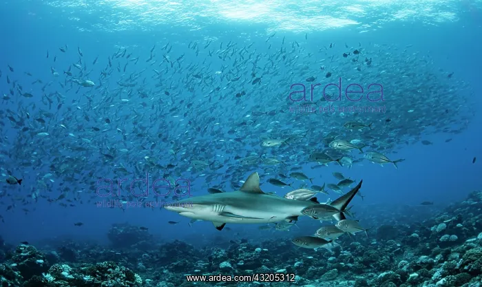 : Grey reef shark (Carcharhinus amblyrhynchos) and : Grey reef shark (Carcharhinus amblyrhynchos) and