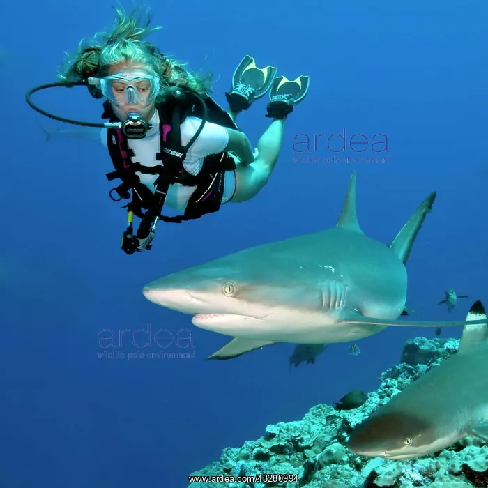 : Grey reef shark (Carcharhinus amblyrhynchos) and : Grey reef shark (Carcharhinus amblyrhynchos) and