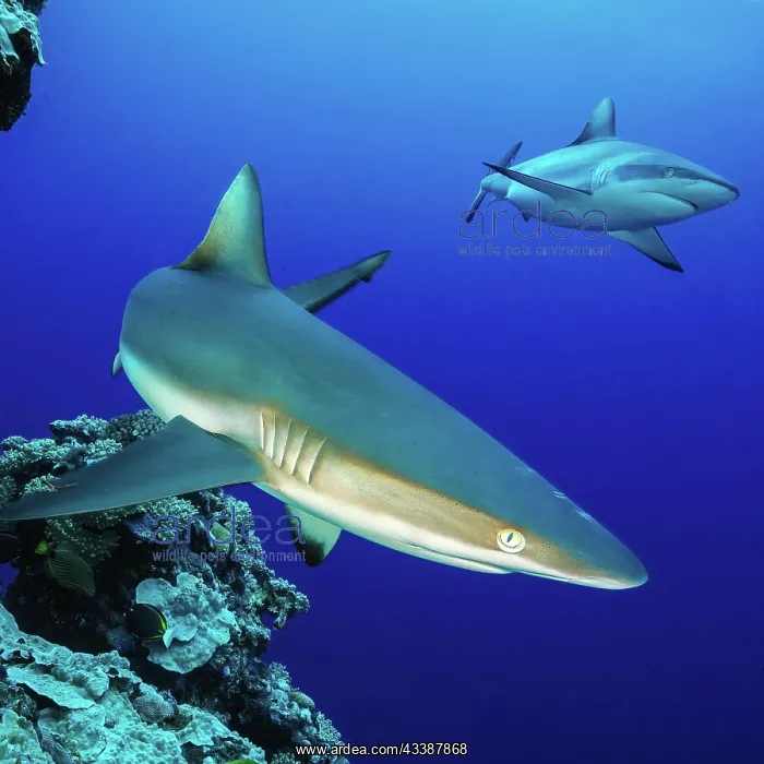 : Grey reef shark (Carcharhinus amblyrhynchos) cruises : Grey reef shark (Carcharhinus amblyrhynchos) cruises