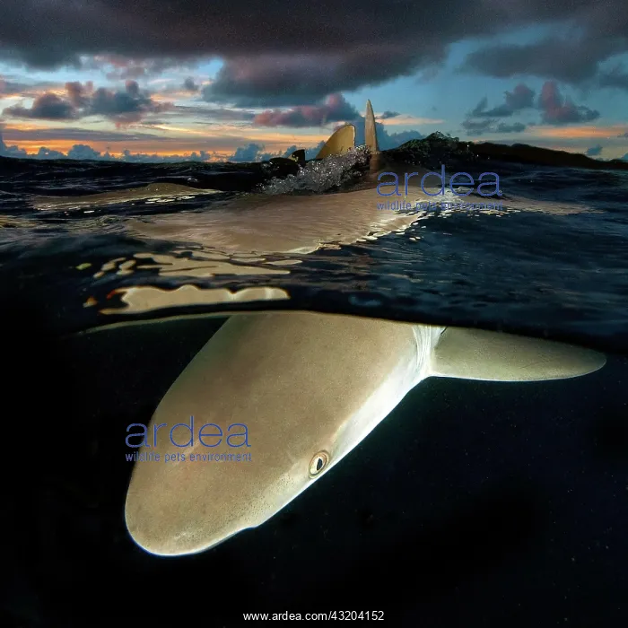 : Grey reef shark (Carcharhinus amblyrhynchos) hunts : Grey reef shark (Carcharhinus amblyrhynchos) hunts