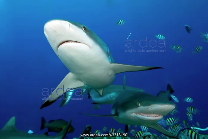 : Grey reef shark ( Carcharhinus amblyrhynchos) Pacific : Grey reef shark ( Carcharhinus amblyrhynchos) Pacific