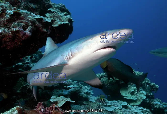 : Grey reef shark ( Carcharhinus amblyrhynchos) Pacific : Grey reef shark ( Carcharhinus amblyrhynchos) Pacific