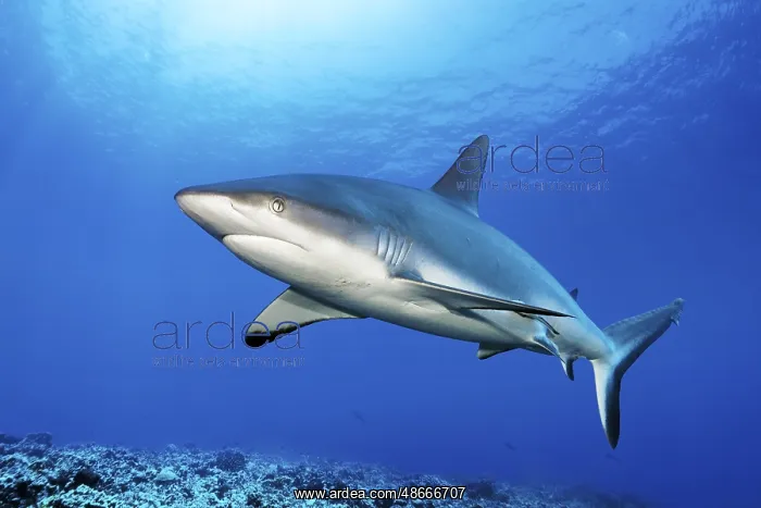  : Grey reef shark (Carcharhinus amblyrhynchos) swimming in the