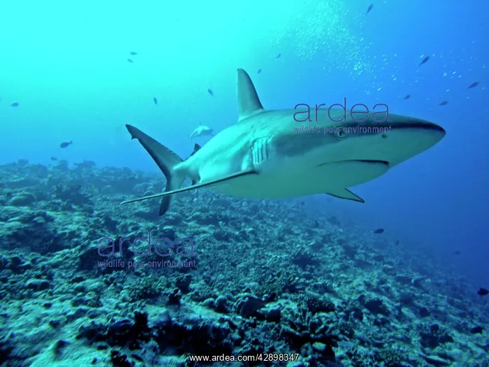 : Grey Reef SHARK - Close-up, Potentially dangerous : Grey Reef SHARK - Close-up, Potentially dangerous