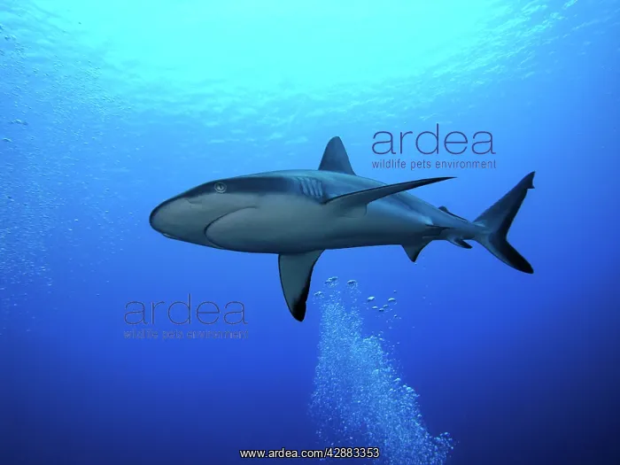 : Grey Reef shark - Once common through out the Indo : Grey Reef shark - Once common through out the Indo
