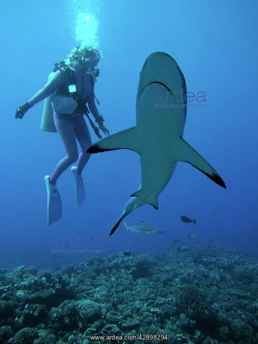 : Grey Reef Shark - Diver Valerie Taylor with a Grey : Grey Reef Shark - Diver Valerie Taylor with a Grey