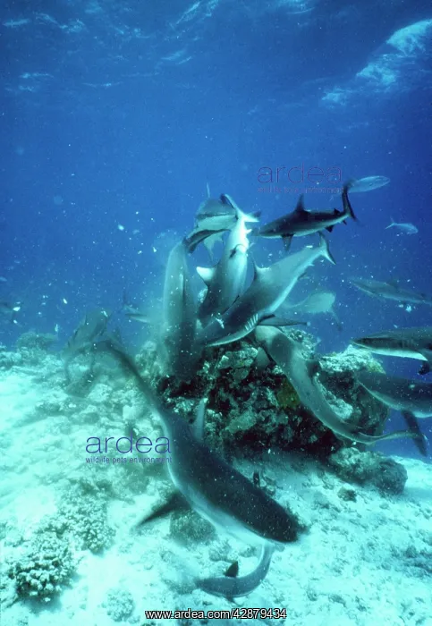 : Grey Reef Shark - Feeding frenzy : Grey Reef Shark - Feeding frenzy