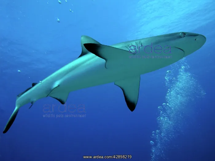 : Grey Reef Shark - female : Grey Reef Shark - female