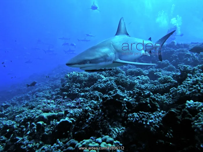 : Grey Reef Shark - A female Grey Reef shark swimming : Grey Reef Shark - A female Grey Reef shark swimming
