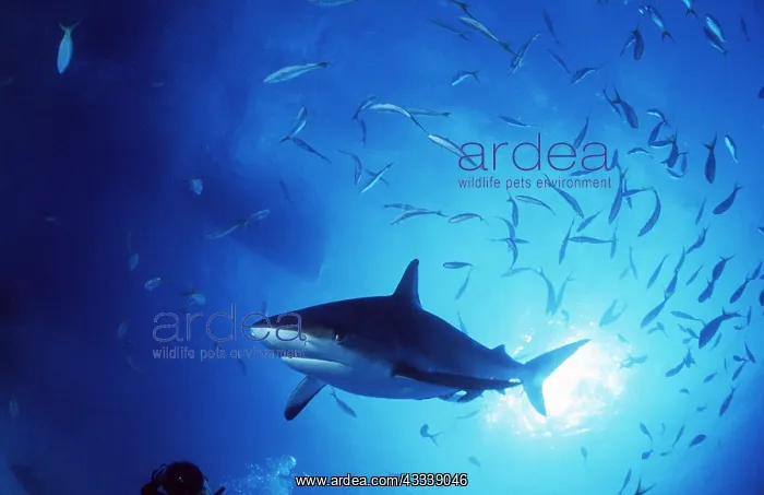: GREY REEF SHARK - with fish shoal : GREY REEF SHARK - with fish shoal