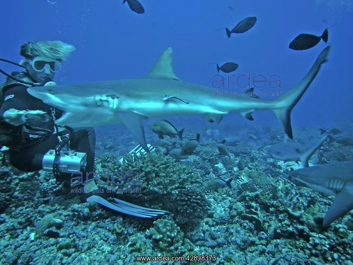 : Grey Reef SHARK- French dive master hand feeding : Grey Reef SHARK- French dive master hand feeding