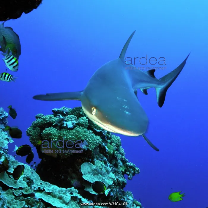 : Grey reef shark hunting on coral reef wall, Pacific : Grey reef shark hunting on coral reef wall, Pacific