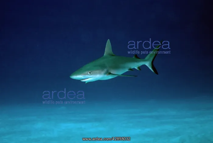  : Grey Reef Shark - Juvenile shark, obvious from