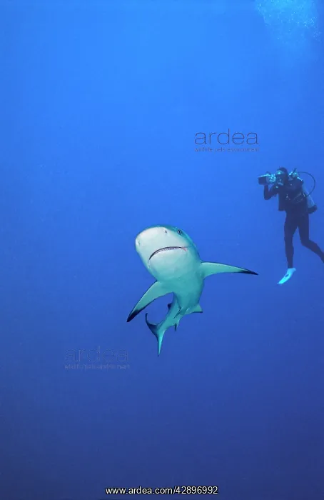 : Grey Reef Shark - Ron Taylor filming a Grey reef : Grey Reef Shark - Ron Taylor filming a Grey reef