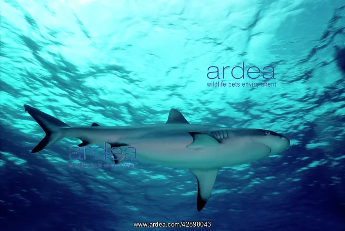 : Grey Reef Shark - Shark cruising just under the surface : Grey Reef Shark - Shark cruising just under the surface