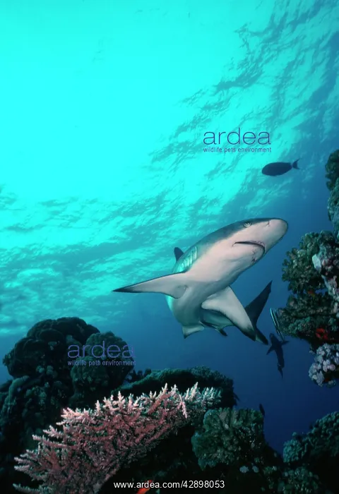 : Grey Reef Shark - Shark swimming through coral : Grey Reef Shark - Shark swimming through coral