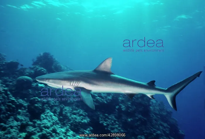 : Grey Reef Shark - Shark swimming through coral reef : Grey Reef Shark - Shark swimming through coral reef