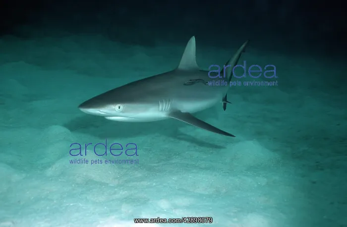 : Grey Reef Shark - Shark swimming over sand at dusk : Grey Reef Shark - Shark swimming over sand at dusk
