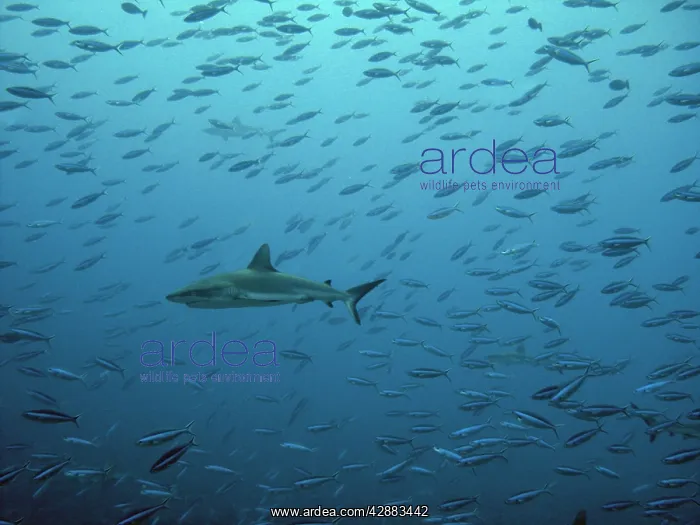 : Grey Reef shark - Swimming through fish shoal : Grey Reef shark - Swimming through fish shoal