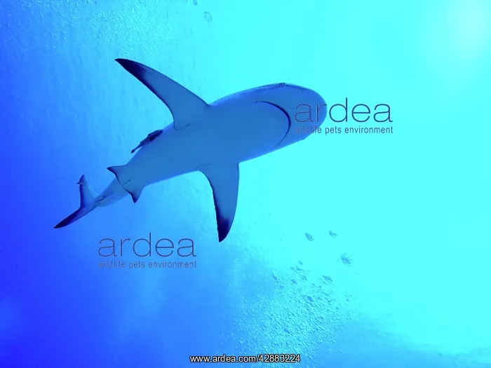  : Grey Reef Shark - Swimming above the photographer