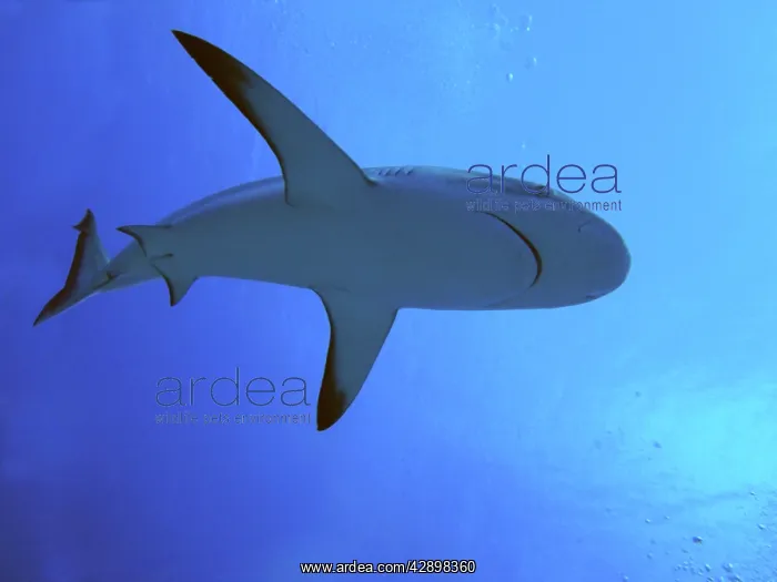 : Grey Reef SHARK - There are thousands of these : Grey Reef SHARK - There are thousands of these