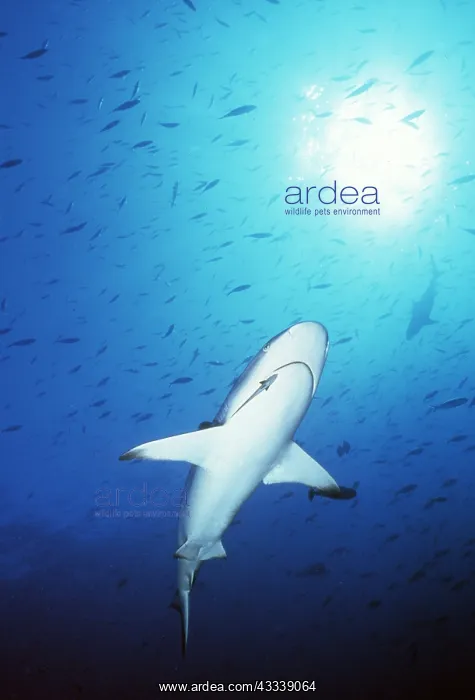 : GREY REEF SHARK - underneath view : GREY REEF SHARK - underneath view