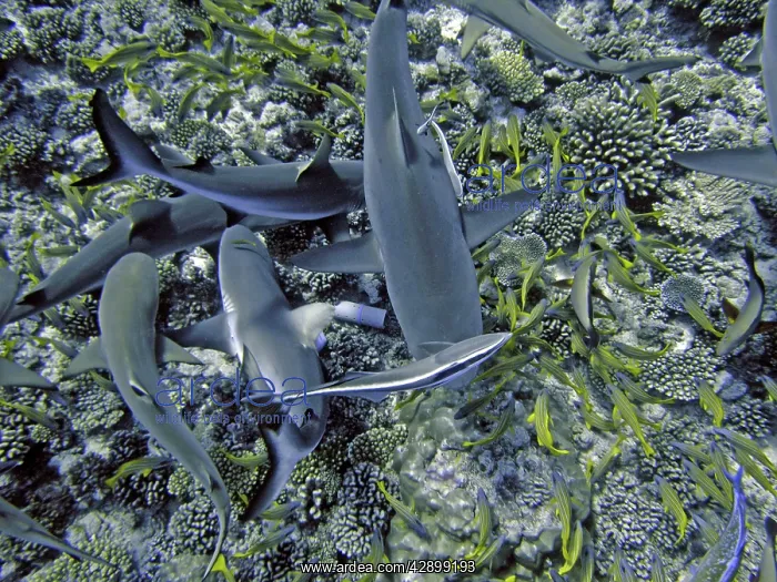 : Grey Reef SHARKS - attracted to the smell of herrings : Grey Reef SHARKS - attracted to the smell of herrings