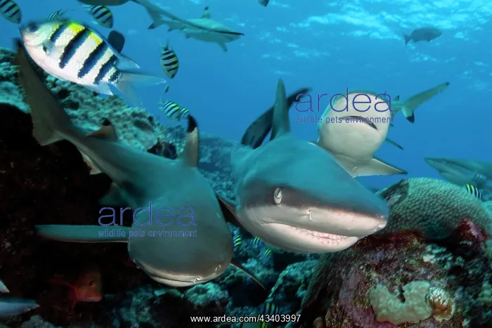  : Three grey reef sharks (Carcharhinus amblyrhynchos)